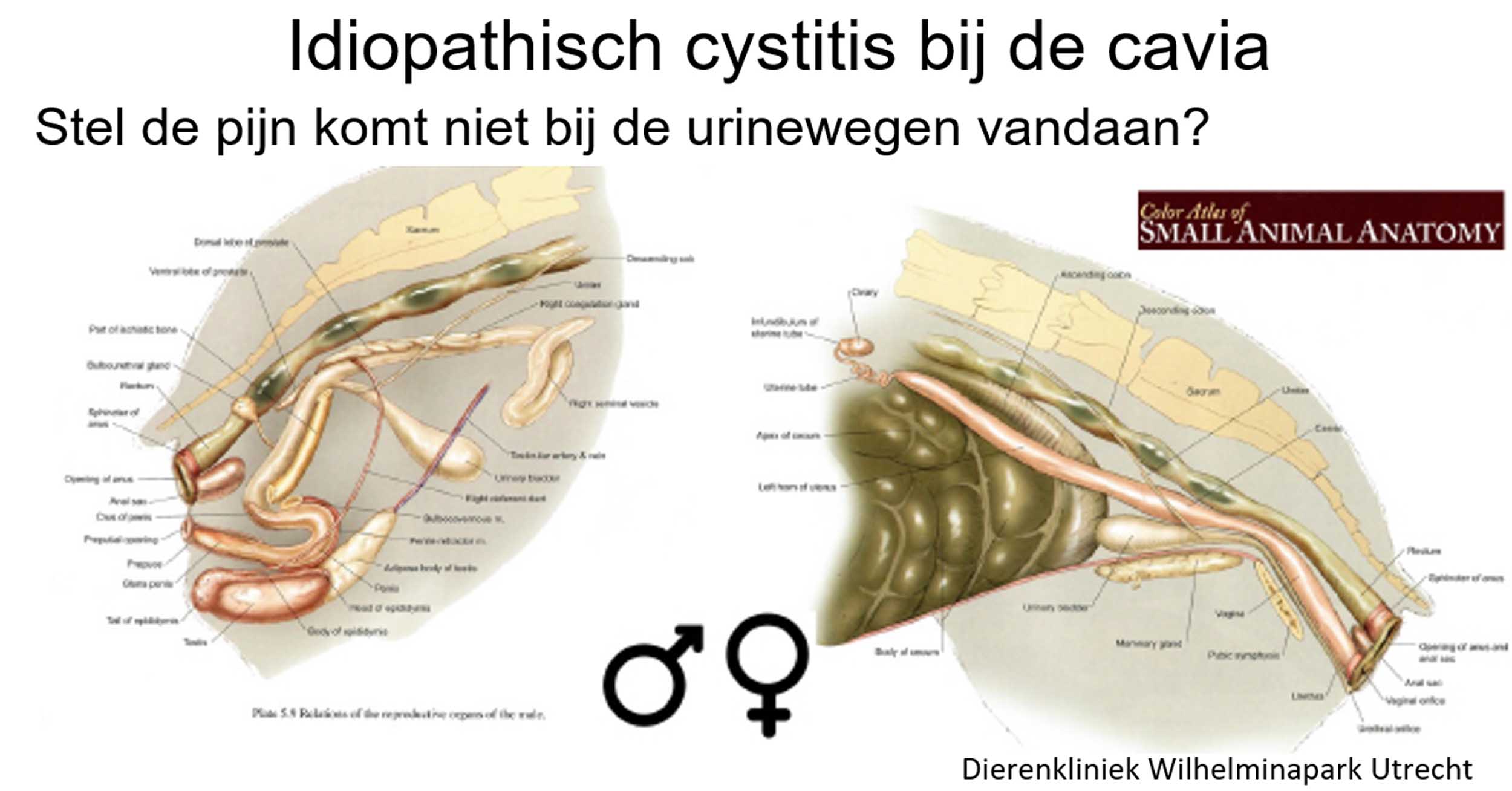 Als er pijn bij het plassen is bij een cavia maar we zien geen afwijking op een rntgenfoto: denk dan aan een baarmoeder of een zaadblaasprobleem!